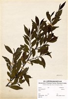 藏品(銳葉柃木)的圖片